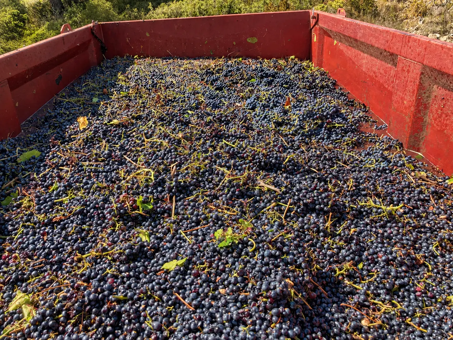domaine languedoc