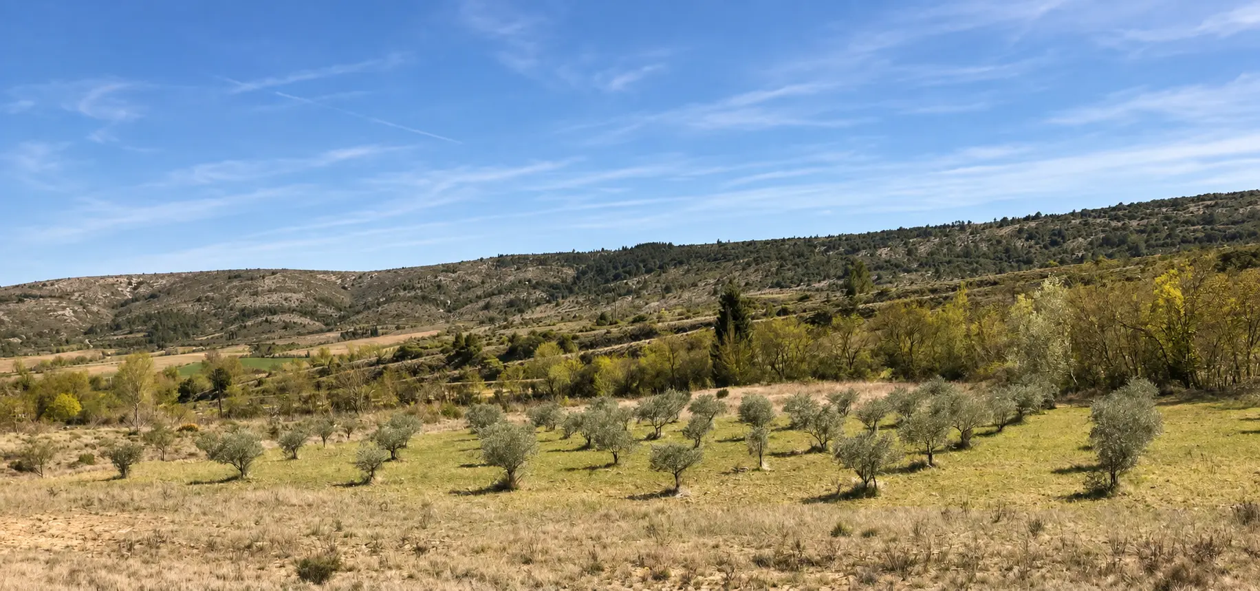 domaine languedoc