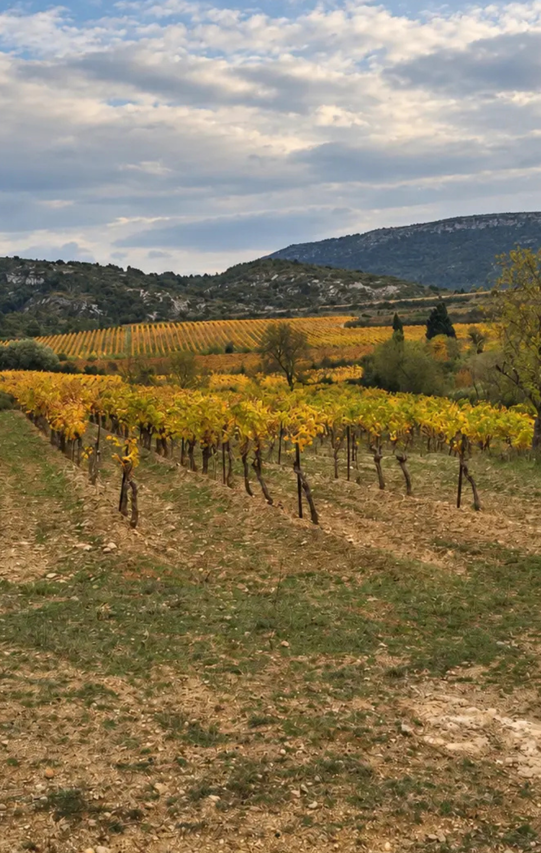 domaine languedoc